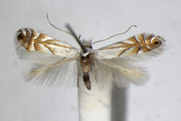 /filer/webapps/moths_gc/media/images/H/heegeriella_Phyllonorycter_.A_ZSM_3.jpg
