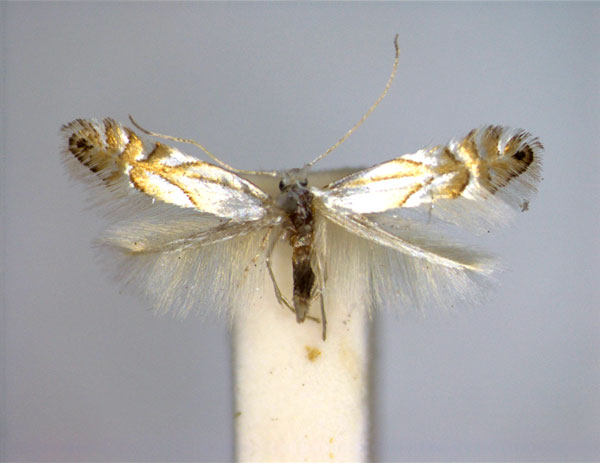 /filer/webapps/moths_gc/media/images/H/heegeriella_Phyllonorycter_A_EIHU.jpg