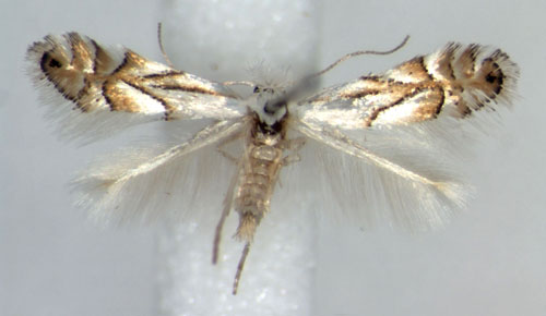 /filer/webapps/moths_gc/media/images/H/heegeriella_Phyllonorycter_A_WJDP.jpg