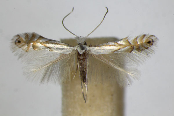 /filer/webapps/moths_gc/media/images/H/heegeriella_Phyllonorycter_A_ZSM.jpg