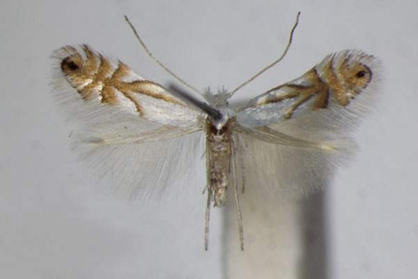 /filer/webapps/moths_gc/media/images/H/heegeriella_Phyllonorycter_A_ZSM_4.jpg