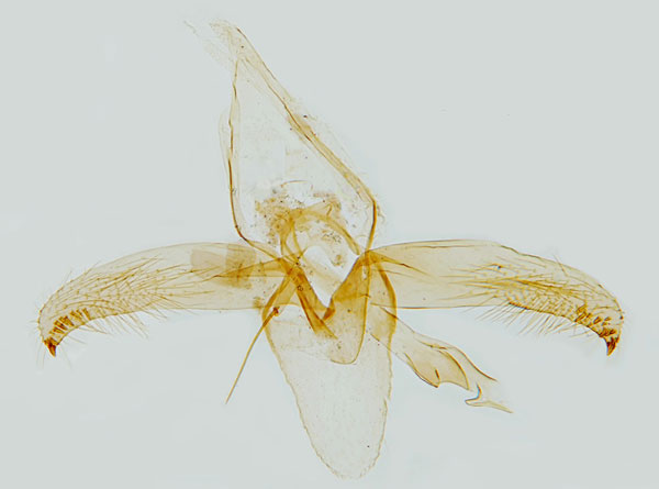 /filer/webapps/moths_gc/media/images/H/heegeriella_Phyllonorycter_GM_Hall.jpg