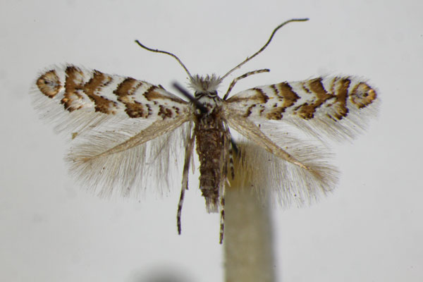 /filer/webapps/moths_gc/media/images/H/helianthemella_Triberta_A_ZSM.jpg