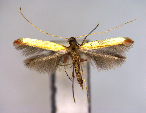 /filer/webapps/moths_gc/media/images/H/heliciae_Caloptilia_A_EIHU.jpg