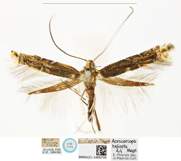 /filer/webapps/moths_gc/media/images/H/heliopla_Polysoma_ST_BMNH_1406735.jpg
