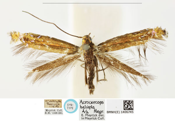 /filer/webapps/moths_gc/media/images/H/heliopla_Polysoma_ST_BMNH_1406745.jpg