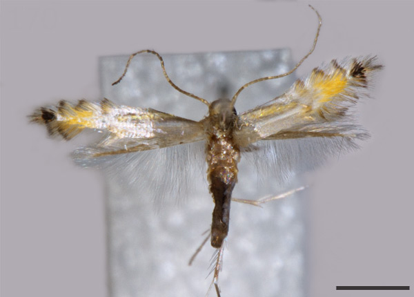 /filer/webapps/moths_gc/media/images/H/helios_Phyllocnistis_HT_VOB_2.jpg