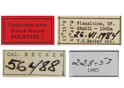/filer/webapps/moths_gc/media/images/H/helios_Phyllocnistis_HT_VOB_2_Labels.jpg
