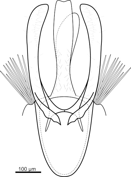 /filer/webapps/moths_gc/media/images/H/hemera_Phyllocnistis_GM_Fochezato-et-al_2018_60.jpg