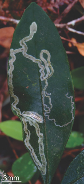 /filer/webapps/moths_gc/media/images/H/hemera_Phyllocnistis_M_Fochezato-et-al_2018_62.jpg