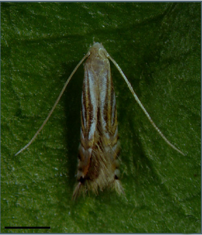 /filer/webapps/moths_gc/media/images/H/hemera_Phyllocnistis_PT_Fochezato-et-al_2018_59.jpg