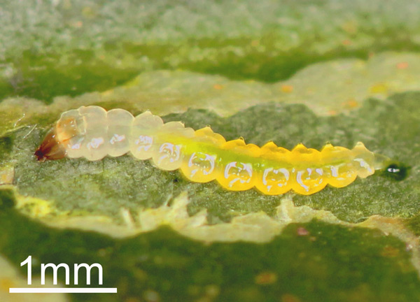 /filer/webapps/moths_gc/media/images/H/hemera_Phyllocnistis_Sapfeeding_Fochezato-et-al_2018_62.jpg