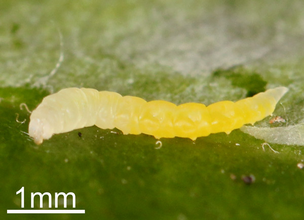 /filer/webapps/moths_gc/media/images/H/hemera_Phyllocnistis_Spinning_Fochezato-et-al_2018_62.jpg