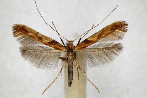 /filer/webapps/moths_gc/media/images/H/hemidactylella_Caloptilia_A_ZSM_2.jpg