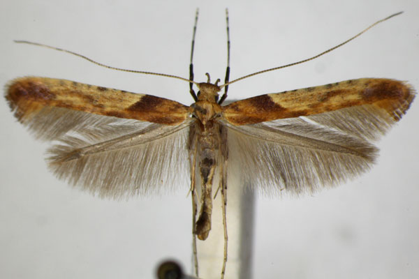 /filer/webapps/moths_gc/media/images/H/hemidactylella_Caloptilia_A_ZSM_3.jpg