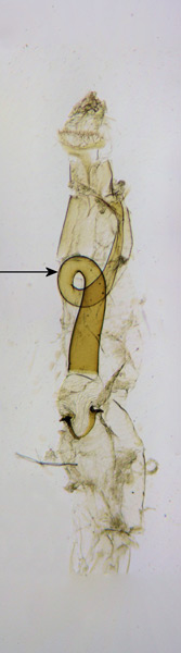 /filer/webapps/moths_gc/media/images/H/hemidactylella_Caloptilia_GF_Prick-et-al_2017_245.jpg