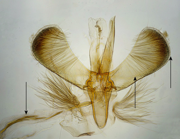 /filer/webapps/moths_gc/media/images/H/hemidactylella_Caloptilia_GM_Prick-et-al_2017_245.jpg