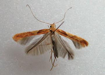 /filer/webapps/moths_gc/media/images/H/hemidactylella_Caloptilia_Plant_2022_24.jpg