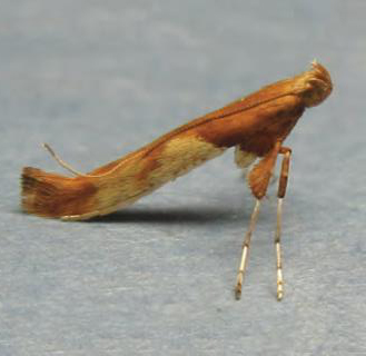 /filer/webapps/moths_gc/media/images/H/hemidactylella_Caloptilia_Plant_2022_29a.jpg
