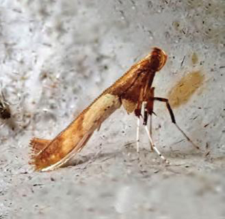 /filer/webapps/moths_gc/media/images/H/hemidactylella_Caloptilia_Plant_2022_29b.jpg