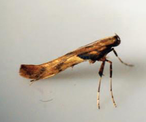 /filer/webapps/moths_gc/media/images/H/hemidactylella_Caloptilia_Plant_2022_29c.jpg