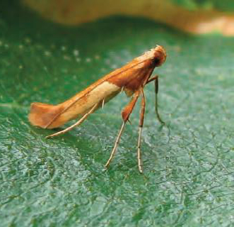 /filer/webapps/moths_gc/media/images/H/hemidactylella_Caloptilia_Plant_2022_29d.jpg