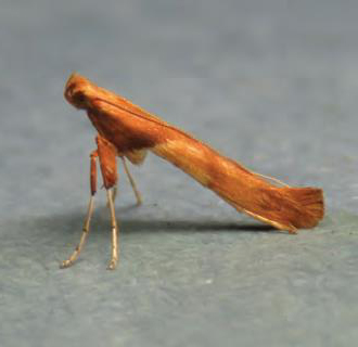 /filer/webapps/moths_gc/media/images/H/hemidactylella_Caloptilia_Plant_2022_29e.jpg