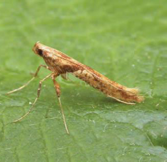 /filer/webapps/moths_gc/media/images/H/hemidactylella_Caloptilia_Plant_2022_29f.jpg