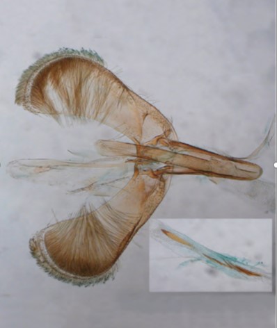 /filer/webapps/moths_gc/media/images/H/hemidactylella_Caloptilia_Plant_2022_34b.jpg
