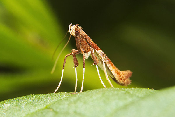 /filer/webapps/moths_gc/media/images/H/hemidactylella_Caloptilia_RV_03.jpg