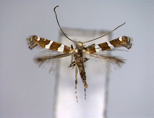 /filer/webapps/moths_gc/media/images/H/hemistacta_Telamoptlia_A_EIHU.jpg