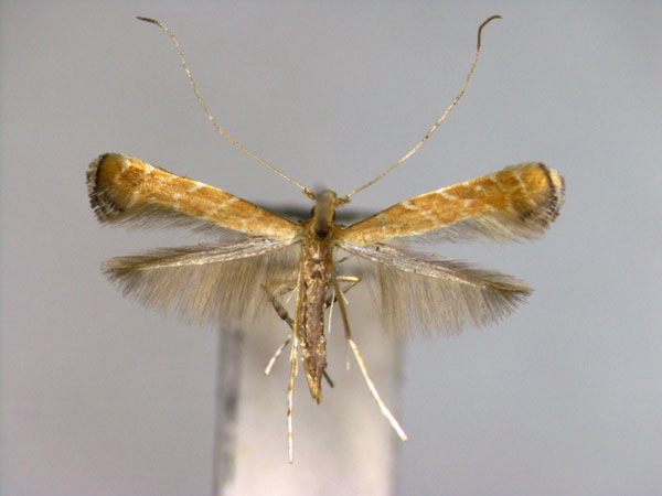 /filer/webapps/moths_gc/media/images/H/heptadeta_Deoptilia_A_2_EIHU.jpg