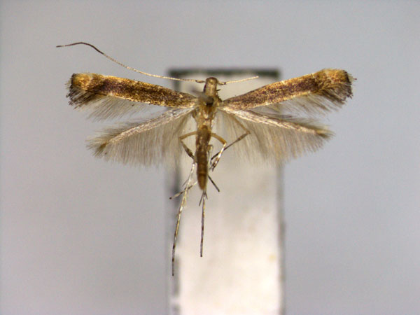 /filer/webapps/moths_gc/media/images/H/heptadeta_Deoptilia_A_EIHU.jpg