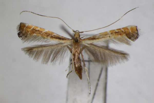 /filer/webapps/moths_gc/media/images/H/heptadeta_Deoptilia_A_ZSM.jpg
