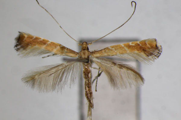 /filer/webapps/moths_gc/media/images/H/heptadeta_Deoptilia_A_ZSM_2.jpg