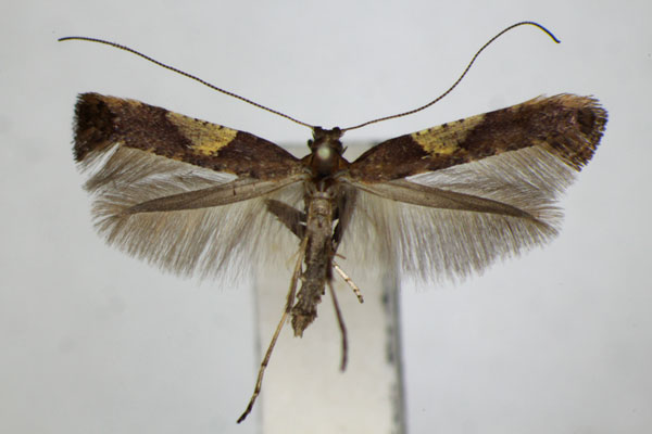 /filer/webapps/moths_gc/media/images/H/heringi_Caloptilia_A_ZSM.jpg