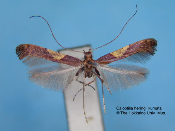 /filer/webapps/moths_gc/media/images/H/heringi_Caloptilia_HT_EIHU.jpg