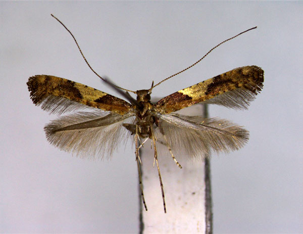 /filer/webapps/moths_gc/media/images/H/heringi_Caloptilia_PT_EIHU.jpg