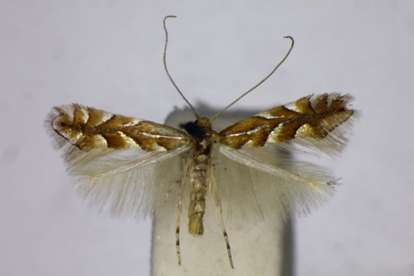 /filer/webapps/moths_gc/media/images/H/hesperiella_Phyllonorycter_A_BMNH.jpg