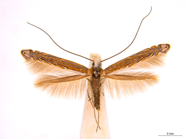 /filer/webapps/moths_gc/media/images/H/heteropsis_Pogonocephala_AF_NULT023213_ANIC.jpg