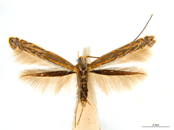 /filer/webapps/moths_gc/media/images/H/heteropsis_Pogonocephala_AM_NULT023480_ANIC.jpg