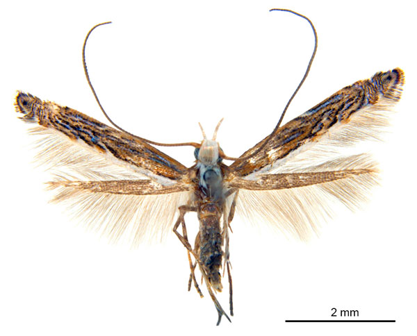 /filer/webapps/moths_gc/media/images/H/heteropsis_Pogonocephala_NT_ANIC.jpg