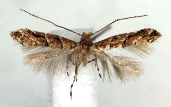 /filer/webapps/moths_gc/media/images/H/hexalobina_Cameraria_AF_RMCA.jpg