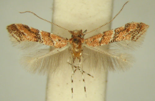 /filer/webapps/moths_gc/media/images/H/hexalobina_Cameraria_HT_TMSA6364.jpg