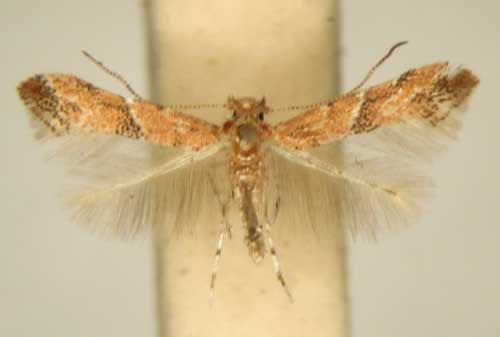 /filer/webapps/moths_gc/media/images/H/hexalobina_Cameraria_PT_TMSA.jpg