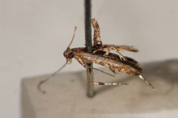 /filer/webapps/moths_gc/media/images/H/hexameris_Caloptilia_HT_1410734_BMNH.jpg