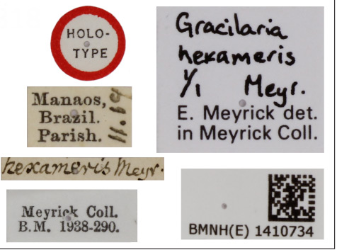 /filer/webapps/moths_gc/media/images/H/hexameris_Caloptilia_HT_1410734_BMNH_Labels.jpg