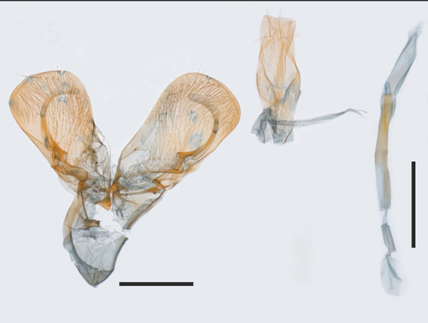 /filer/webapps/moths_gc/media/images/H/hexameris_Caloptilia_HT_GM_BMNH.jpg