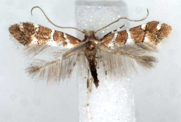 /filer/webapps/moths_gc/media/images/H/hibiscina_Phyllonorycter_AM_RMCA.jpg