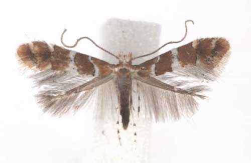 /filer/webapps/moths_gc/media/images/H/hibiscina_Phyllonorycter_A_TMSA.jpg